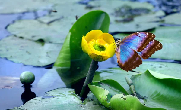 イエローウォーターリリーの花のカラフルなブルーモルフォバタフライ — ストック写真
