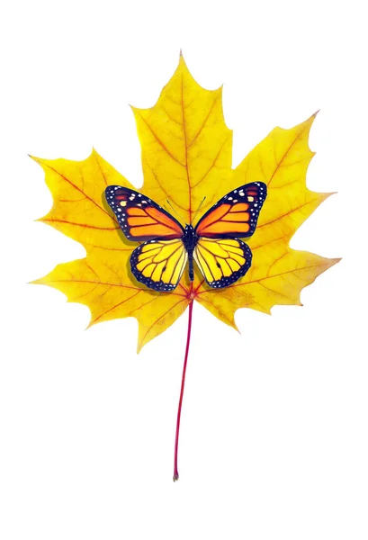 colorful monarch butterfly on bright yellow autumn maple leaf isolated on white