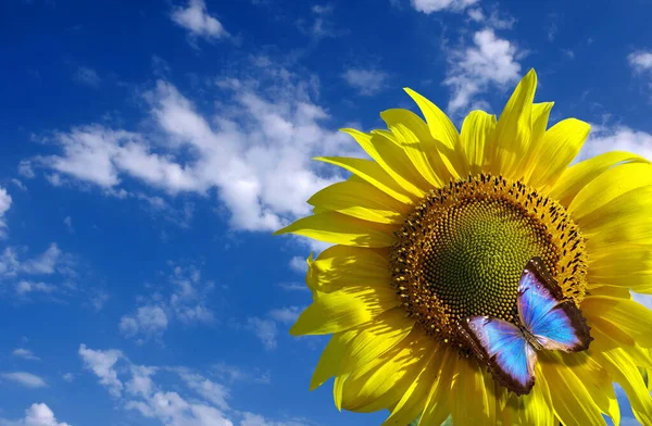 bright blue tropical morpho butterfly on a sunflower against a blue sky with clouds