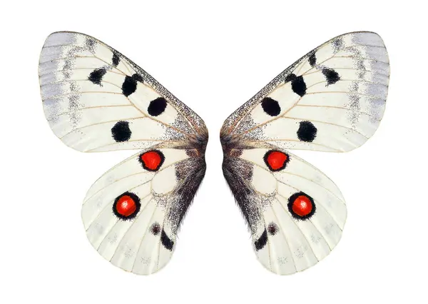 Apollonschmetterling Parnassius Apollo Apollo Schmetterlingsflügel Isoliert Auf Weiß Männlich — Stockfoto