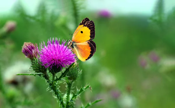 Farfalla Arancione Brillante Fiore Cardo Viola Immagine Stock