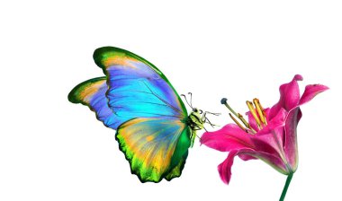 Parlak morpho kelebeği beyaz zambak çiçeğinde izole.