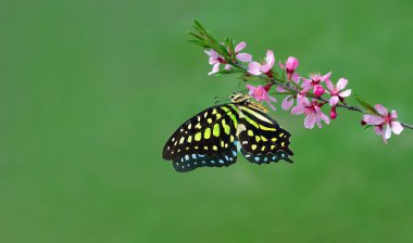 Bahçedeki pembe sakura çiçek dalında renkli benekli tropikal kelebek. Uzayı kopyala Graphium agamemnon kelebeği. Yeşil noktalı üçgen. Kuyruklu yeşil karga