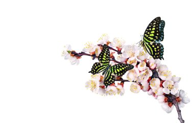 Sakura çiçek dalındaki renkli benekli tropikal kelebekler beyazda izole edilmiş. Uzayı kopyala Graphium agamemnon kelebeği. Yeşil noktalı üçgen. Kuyruklu yeşil karga.