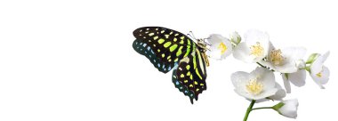 Beyaz yasemin çiçekleri üzerindeki renkli benekli tropikal kelebek beyaz üzerine izole edilmiş su damlaları. Uzayı kopyala Graphium agamemnon kelebeği. Yeşil noktalı üçgen. Kuyruklu yeşil karga.