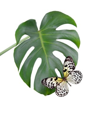 Parlak tropikal pirinç kağıdı kelebek canavar yeşil yaprak beyaz izole