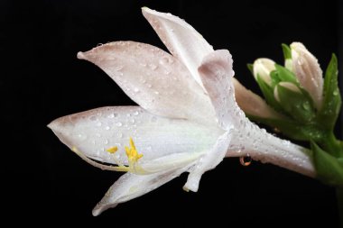 Sevgili çift kavramı - erkek ve kadın, aşkın ön sevişmesi. Sudaki zambaklar siyaha izole edilmiş. Kapat..