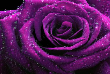 Su damlacıklarındaki renkli mor gül. Çiy damlalarında gül