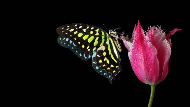 Parlak benekli kelebek renkli mor lale üzerinde su damlalarında siyah üzerine izole edilmiş. Graphium agamemnon kelebeği. Yeşil noktalı üçgen. Yeşil alakarga kuyruğu. Boşluğu kopyala