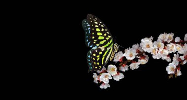 Siyah üzerine izole edilmiş sakura çiçekleri üzerinde parlak benekli tropikal kelebek. Kelebek sakura dalında. Graphium agamemnon kelebeği. Yeşil noktalı üçgen. Kuyruklu yeşil karga.