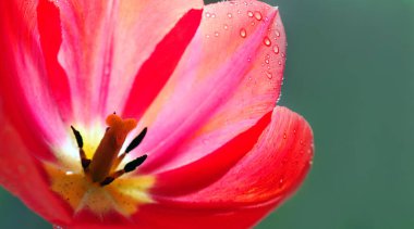 Yakın planda kırmızı lale. seçici odak