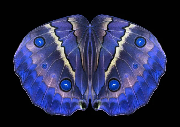 Abstract Pattern Morpho Butterfly Wings Wings Bright Blue Butterfly — Stock Photo, Image