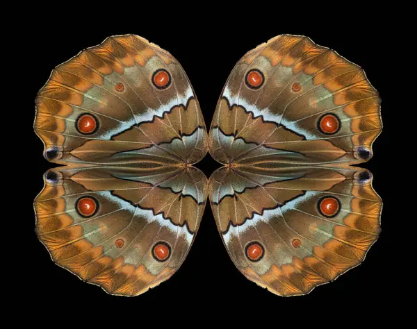 从形态蝴蝶翅膀中提取装饰品 — 图库照片