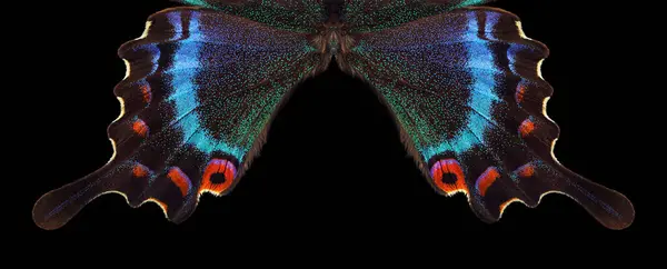 黒いトロピカルバタフライの明るいカラフルな翼 パピリオ メイコット アルパインブラックスワロウテール — ストック写真