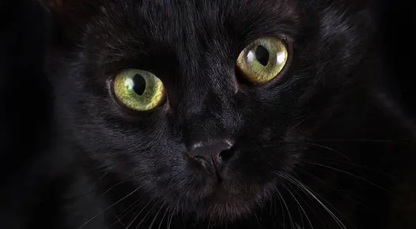 Бомбейский Кот Портрет Черной Кошки Крупным Планом Посмотрите Кота Селективный — стоковое фото