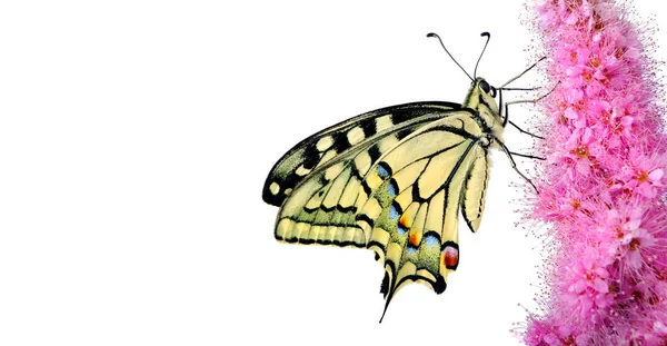 Kolorowy Motyl Jaskółkoogonowy Różowym Kwiecie Wyizolowanym Białym Przestrzeń Kopiowania — Zdjęcie stockowe