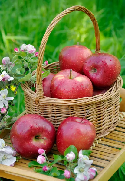 Manzanas Ecológicas Rojas Frescas Una Canasta Mimbre Jardín Picnic Hierba —  Fotos de Stock