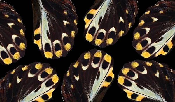 热带蝴蝶翅膀的抽象饰物 — 图库照片