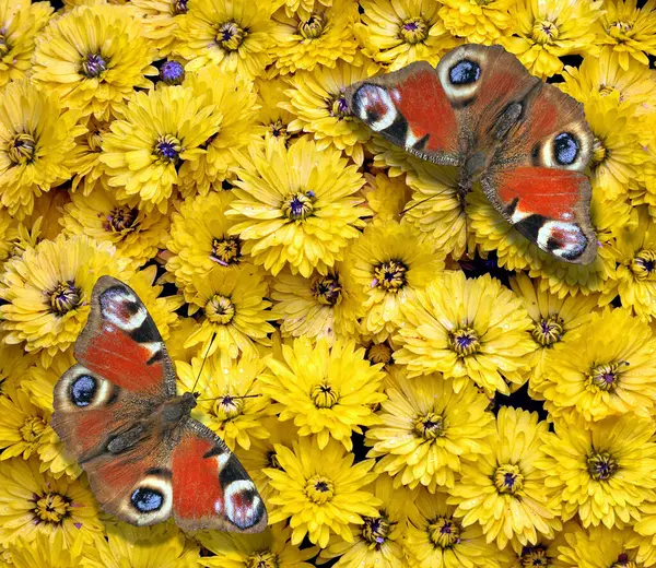 Kolorowe Czerwone Pawie Motyle Jasnożółte Chryzantemy Kwiaty Widok Góry Jasne — Zdjęcie stockowe