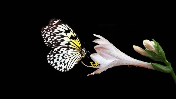 Helle Tropische Reispapier Schmetterling Auf Weißer Lilie Blume Wassertropfen Isoliert — Stockfoto