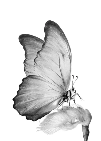 Farfalla Morfoide Tropicale Foglie Giovani Isolate Bianco Bianco Nero — Foto Stock