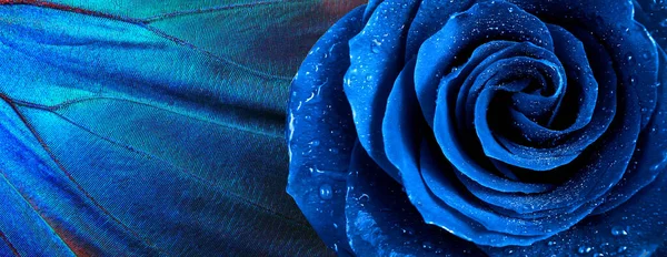 Натуральный Синий Фон Крыло Синей Тропической Морфо Бабочки Голубая Роза — стоковое фото