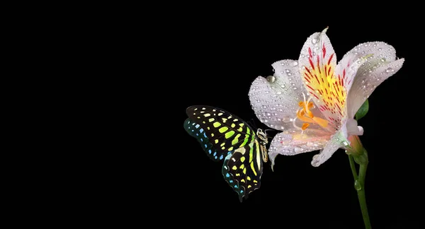 Jasny Dostrzeżony Tropikalny Motyl Kolorowych Kwiatach Lilii Odizolowanych Czarno Agave — Zdjęcie stockowe