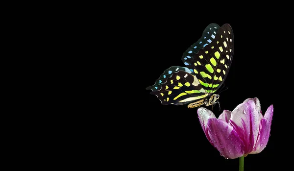 Papillon Tacheté Lumineux Sur Tulipe Violette Colorée Dans Des Gouttes — Photo