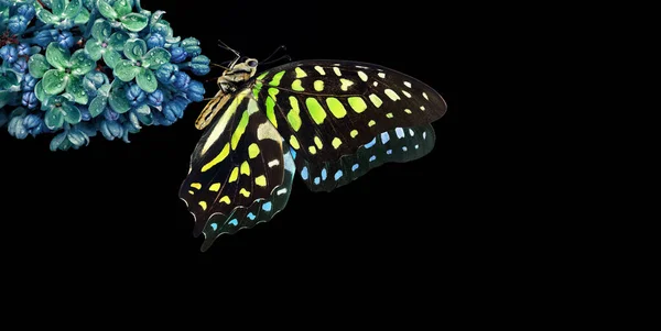 蓝色淡紫色花朵上斑斓的热带蝴蝶 在水滴中与黑色隔离 Graphium Agamemnon蝴蝶 绿色斑点三角形 后加绿色果冻 — 图库照片