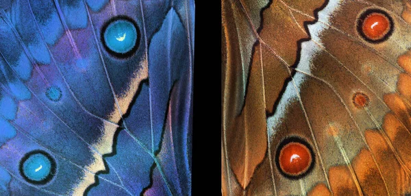 Abstract Pattern Morpho Butterfly Wings Stock Photo