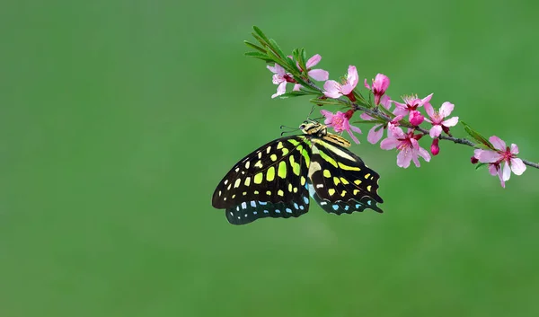 Farfalla Tropicale Maculata Variopinta Ramo Sakura Rosa Giardino Ricevuto Farfalla Fotografia Stock
