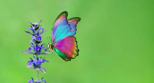 Heldere Kleurrijke Morpho Vlinder Een Blauwe Bloem Kopieerruimte Rechtenvrije Stockafbeeldingen