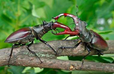 Geyik böcekleri. İki erkeğin düellosu. Kapat..