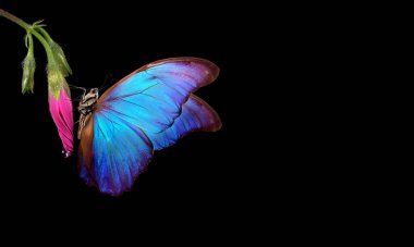 Suyun içindeki pembe yosun çiçeğinin tomurcuğunun üzerindeki parlak mavi morpho kelebeği siyaha düşer. Boşluğu kopyala