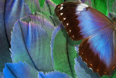 Parlak renkli kuş tüylerinin arka planına karşı tropikal morpho kelebeği