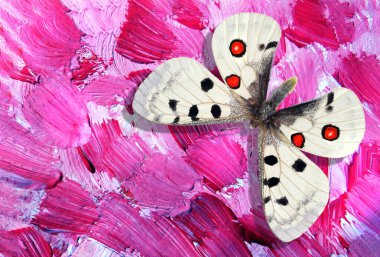  Soyut pembe arka planda Apollo Kelebeği. Tuval ve kelebek üzerindeki yağlı boya darbeleri.                                
