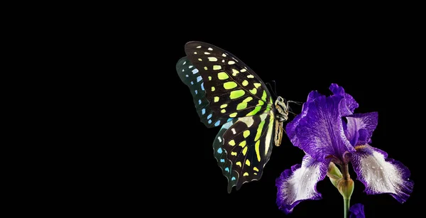 Bright spotted butterfly on colorful blue iris flower in water drops isolated on black. Copy space. Graphium agamemnon butterfly. Green-spotted triangle. Tailed green jay.