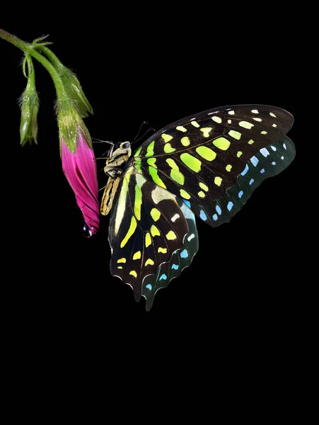 Bright tropical spotted butterfly on bud of pink bindweed flower in water drops isolated on black. Graphium agamemnon butterfly. Green-spotted triangle. Tailed green jay.