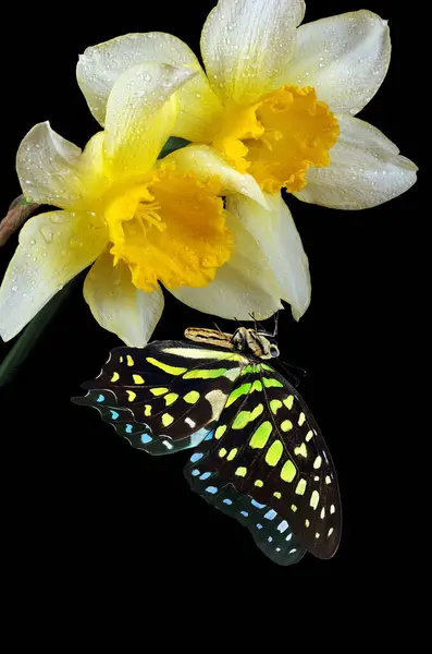 Bright spotted tropical butterfly on narcissus flowers in water drops isolated on black. Graphium agamemnon butterfly. Green-spotted triangle. Tailed green jay.
