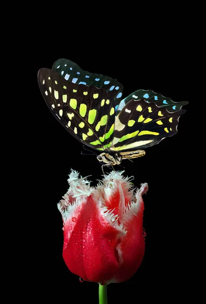 Bright spotted butterfly on colorful purple tulip in water drops isolated on black. Graphium agamemnon butterfly. Green-spotted triangle. Tailed green jay. Copy space