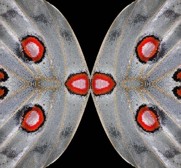 butterfly wings texture, close-up. apollo parnassius butterfly wings. butterfly wings pattern
