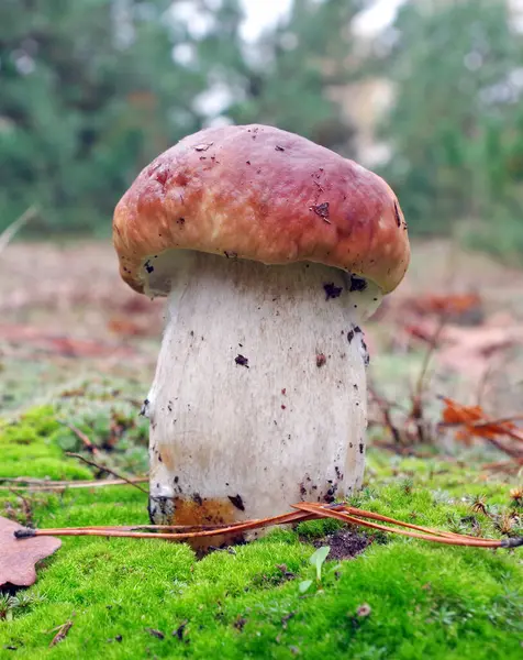 White mushroom. Cep Mushroom Growing in Autumn Forest. Boletus. Selective focus. Mushroom picking