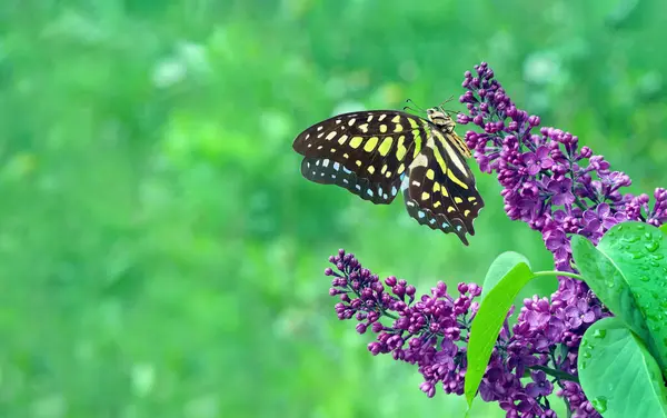 Colorful spotted tropical butterfly on purple lilac flowers in water drops in the garden. Graphium agamemnon butterfly. Green-spotted triangle. Tailed green jay. Copy space