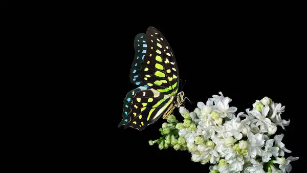 Colorful spotted tropical butterfly on white lilac flowers in water drops isolated on black. Graphium agamemnon butterfly. Green-spotted triangle. Tailed green jay.