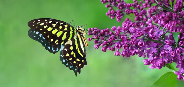 Colorful spotted tropical butterfly on purple lilac flowers in water drops in the garden. Graphium agamemnon butterfly. Green-spotted triangle. Tailed green jay.