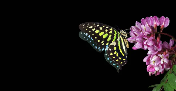Colorful spotted tropical butterfly on pink acacia flowers in water drops isolated on black. Graphium agamemnon butterfly. Green-spotted triangle. Tailed green jay. Copy space
