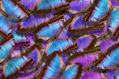 Kelebeklerle kusursuz desen