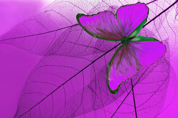 Natural purple background. bright purple tropical morpho butterfly and skeletonized leaves. copy space