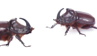 Avrupa gergedan böcekleri (Oryctes nasicornis) beyazın üzerinde izole edilmiş. Kapat.. 