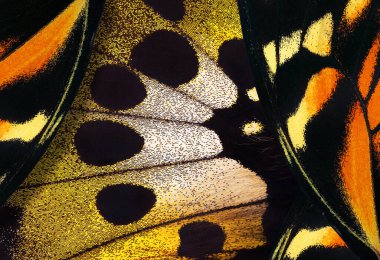 Kuş kanadı kelebeği. Makro fotoğraf tropikal kelebek kanadı. Rothschild 'in kuş kanadının kanat detayları (Ornithoptera rothschildi). 